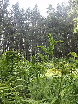 Lichtung am Gronetseck
