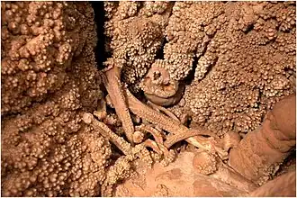 Der Altamura-Mann, das versinterte Neandertalerskelett