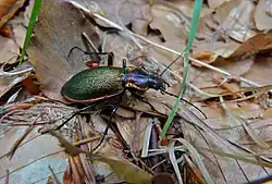 Carabus olympiae