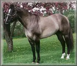 Rappfalbe mit ausgeprägtem Schulterkreuz