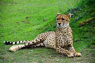 Gepard