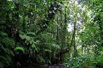 Tropischer Regenwald