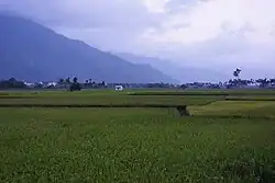 Reisfelder in Guanshan