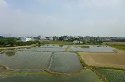 Reisfelder in Guiren