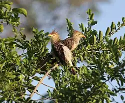 Guirakuckucke im Pantanal
