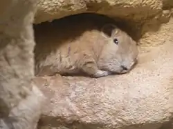 Gundi im Tagtierbereich