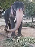 Elefant des Guruvayur Tempels (Thrissur, Kerala) in Ketten