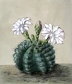 Gymnocalycium anisitsii subsp. anisitsii