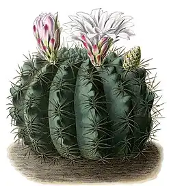 Gymnocalycium monvillei subsp. monvillei