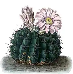Gymnocalycium mostii