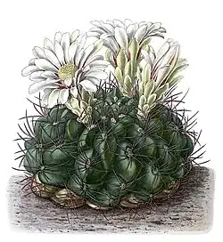 Gymnocalycium mostii