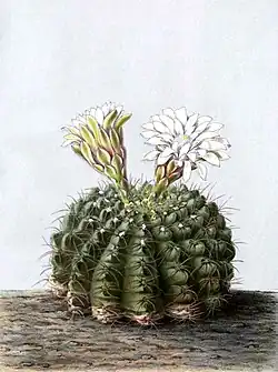 Gymnocalycium quehlianum
