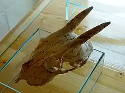 Schädelfund ohne Kiefer