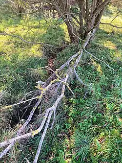 Höll­bach (2022), Bach­bett vor Ein­tritt in die erste Schlucht