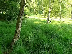 Mooriger Hühnerfeldteil mit Birken