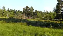 Typische Weidefläche im Hühnerfeld