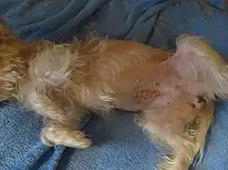 Hündin elf Tage nach der Ovariohysterektomie nach dem Ziehen der Fäden