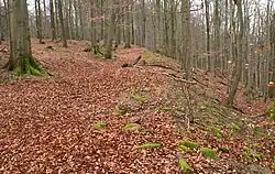 Der flache Wall an der steilen Südseite ist kaum noch wahrnehmbar