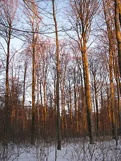 Ausgedehnte Buchen-Plenterwälder prägen den mittleren Dün