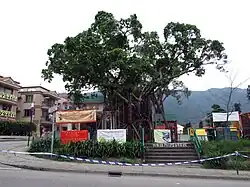 Einer der beiden Wunschbäumen (許願樹) im Lam Tsuen (林村 Lam-Dorf, 2010)