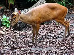 Muntjak (Muntiacus), Weibchen