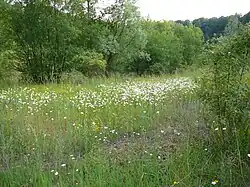 Blütenreicher Magerstandort