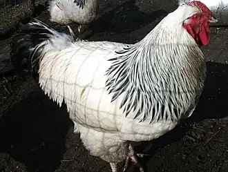 Deutsches Reichshuhn