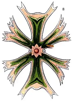 Micrasterias sp., Illustration nach E. Haeckel, 1904