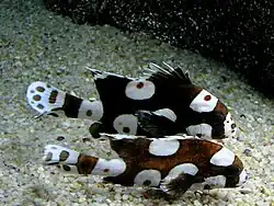 Plectorhinchus chaetodonoides