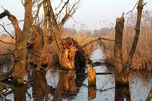 Naturschutzgebiet Hahnheimer Bruch