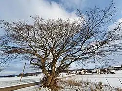 Naturdenkmal Hainbuche
