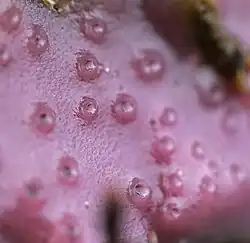 Oberfläche und Poren eines Lila-Krustenschwamms Haliclona permollis