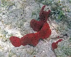 Haliclona rubens der Insel San Salvador, Bahamas
