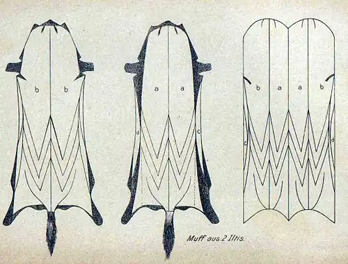 W-Schnitt (Iltis, 1895)