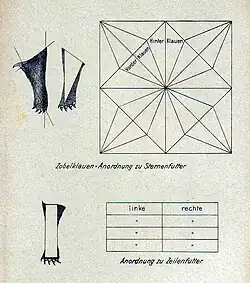 Zobelklauen für ein Sternenfutter (1895)