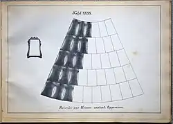 Rotonde aus kleinen australischen Opossum (unterschiedliche Fellzahl je Zeile)