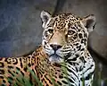 Jaguar (Panthera onca)