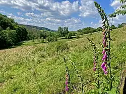 Blick in das NSG Buscher Bachtal