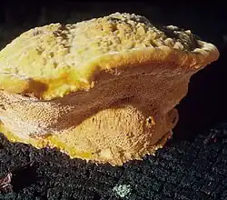 2016 Safrangelber Weichporling