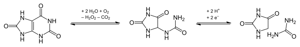 Harnsäure – Allantoin – Hydantoin