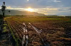 Reisfeld im Morgengrauen in Ershui