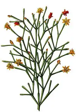 Hatiora salicornioides