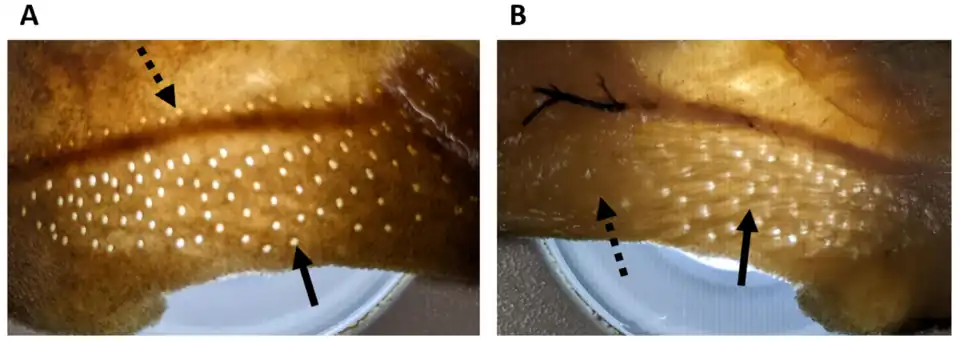 Hautstück eines Dornhais (Squalus acanthias). A, Ansicht von außen auf die Hautoberfläche; zu erkennen sind die Poren der Lorenzinischen Ampullen (durchgezogener Pfeil) und die Poren des Seitenlinienkanals (gestrichelter Pfeil). B, Ansicht auf die Innenseite; zu erkennen sind die Ampullengänge der Lorenzinischen Ampullen (durchgezogener Pfeil), die unter der Haut von den Poren wegziehen, hin zu dem Cluster aus Endampullen (gestrichelter Pfeil).