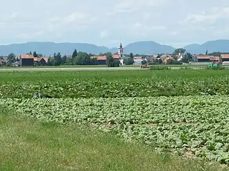 Ackerbau bei der Gemeinde Hayna in der Südpfalz mit der Haardt im Hintergrund.