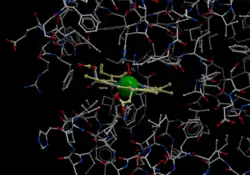 Hämoglobin β-Untereinheit