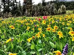 Blumenwiese im National Forest