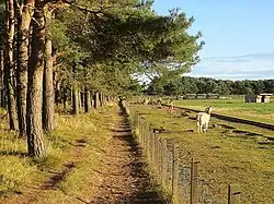 Hedderwick Hill Plantation