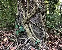 Efeu im Auwald bei Schönenwerd