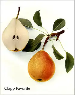 Deutsche Pomologie – Birnen