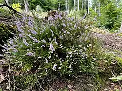 Heidekraut (Calluna vulgaris)